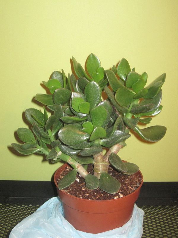 Паллида 15.12.22 г. до обрезки