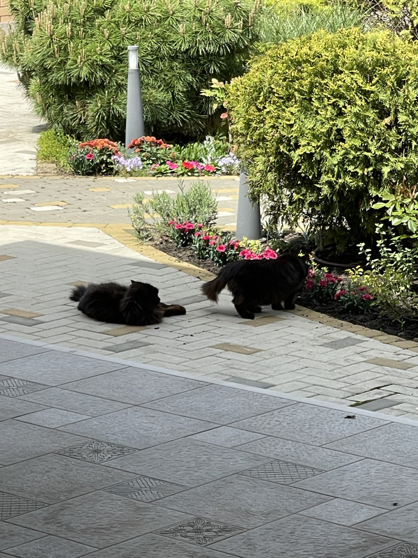 A57CE87C-C535-475A-B28C-BF937031EEAE