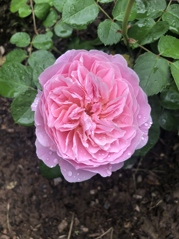 C0420C96-86D6-4501-836F-D23EE7B33B16