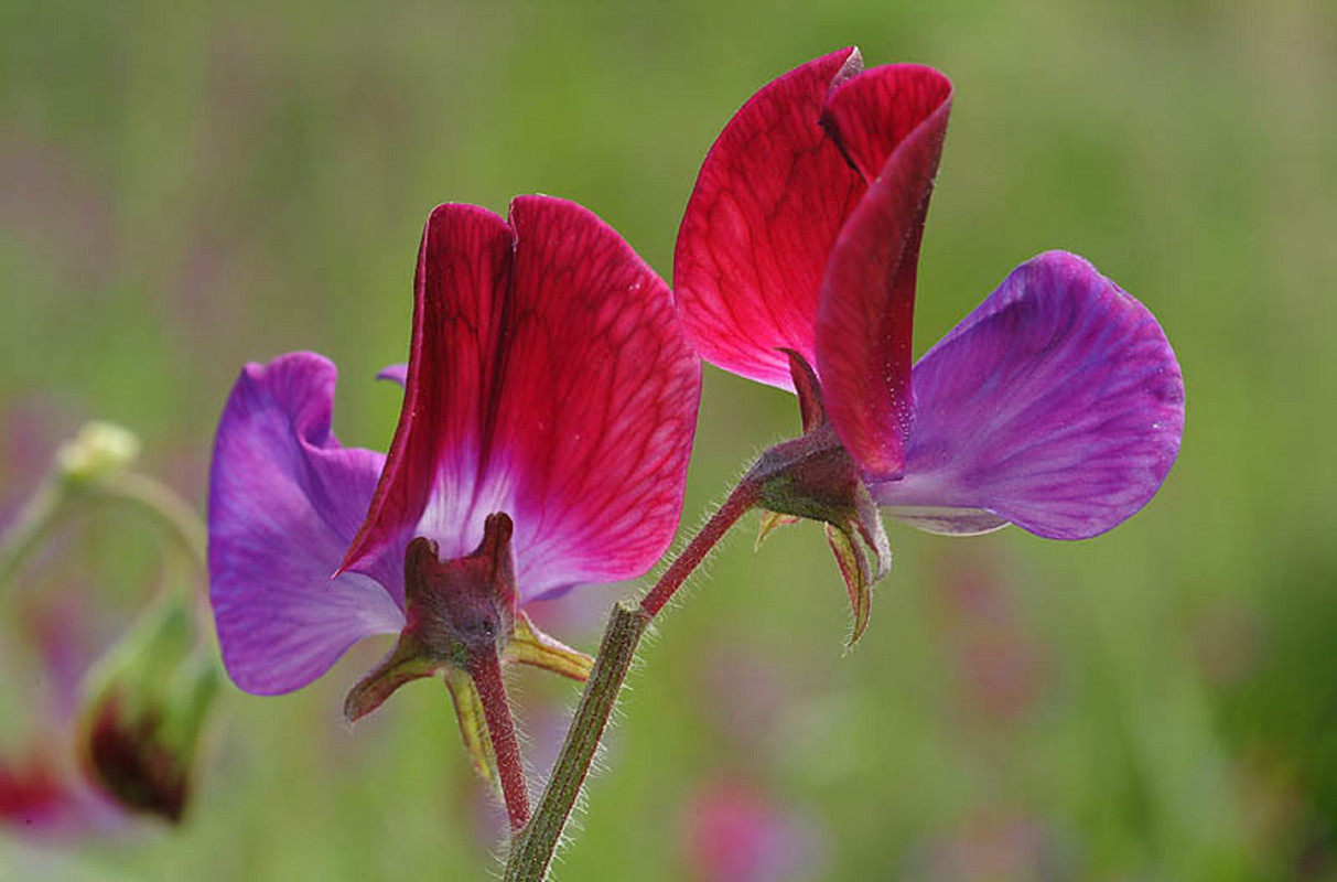 ¿Qué flores tienen perfume? Conoce 5 que harán oler rico tu casa en verano