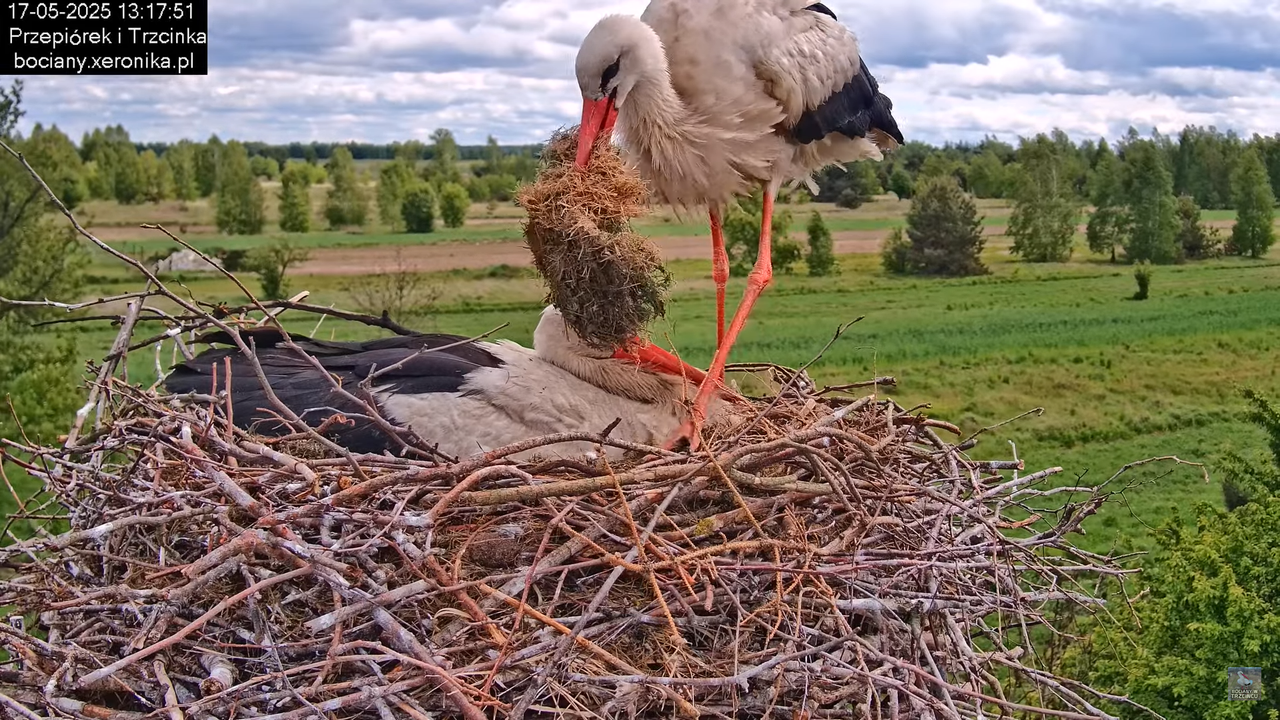 17052025bociany30