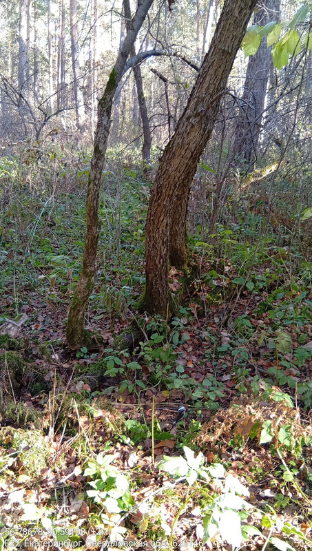 56.78678, 60.59108 (±2м)_07102025_122739