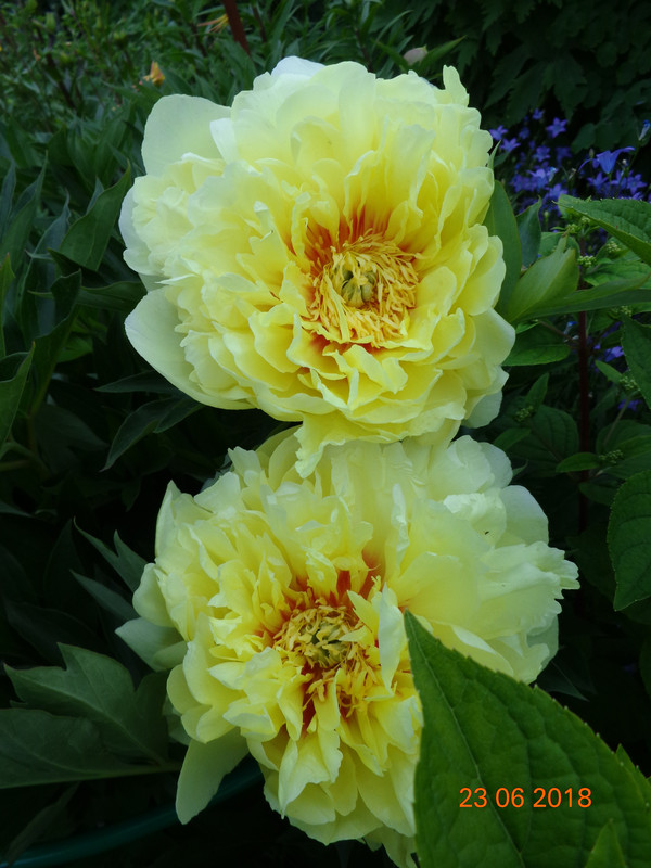 бардцелла 1