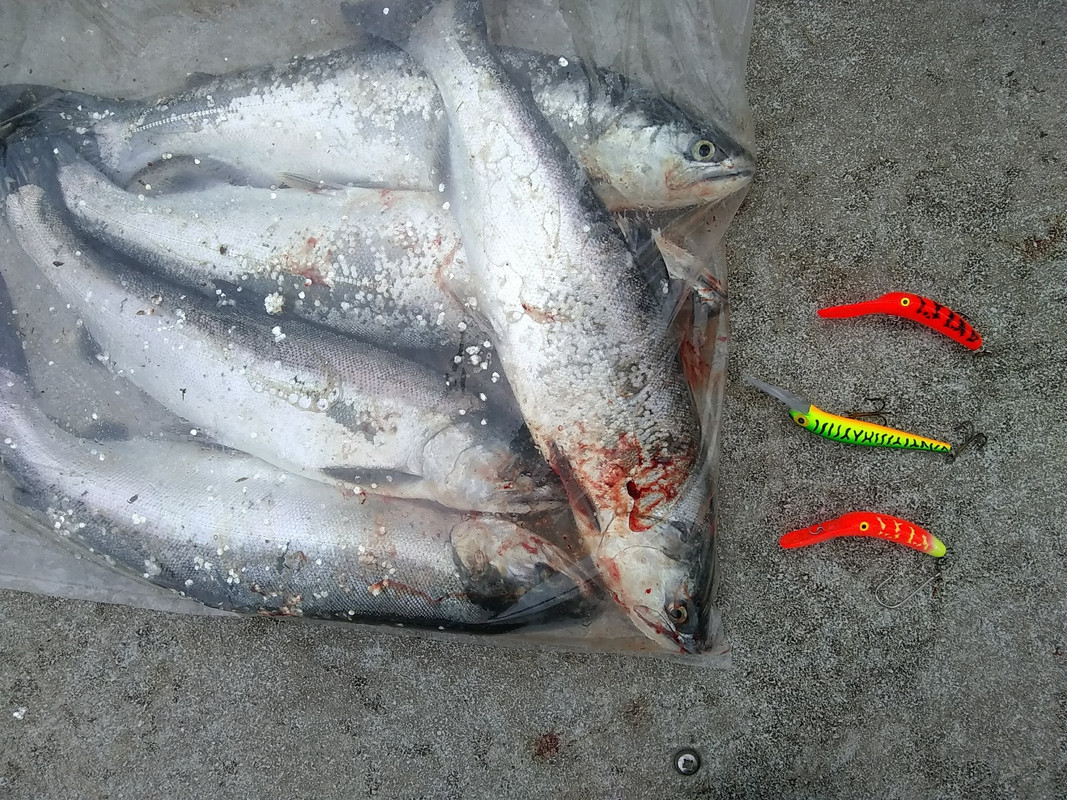 coho