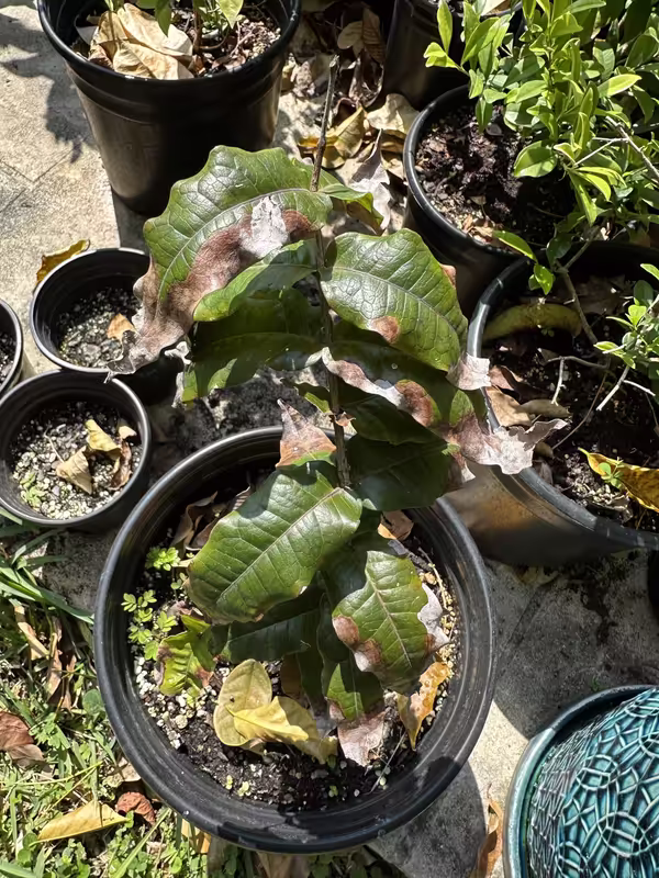 tempImageSMBue5