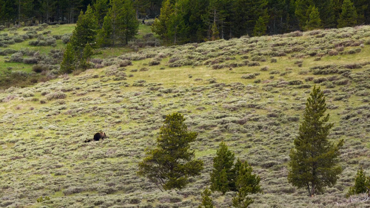 Planet Earth II S01E02 Mountains (1080p x265 10bit Tigole).mkv_s