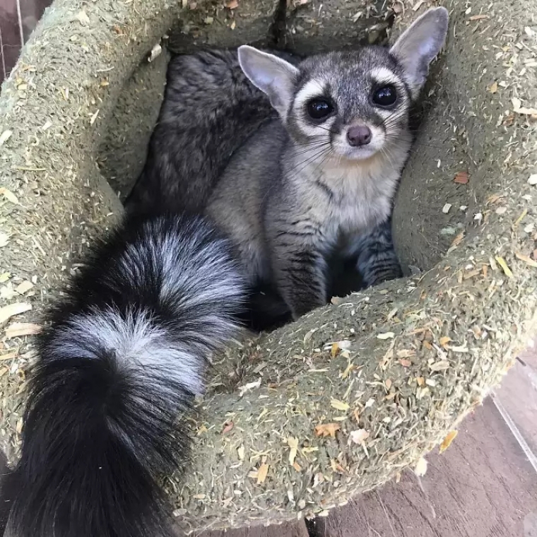 https://i.postimg.cc/cH7SyfKY/macskanyerc.jpg
