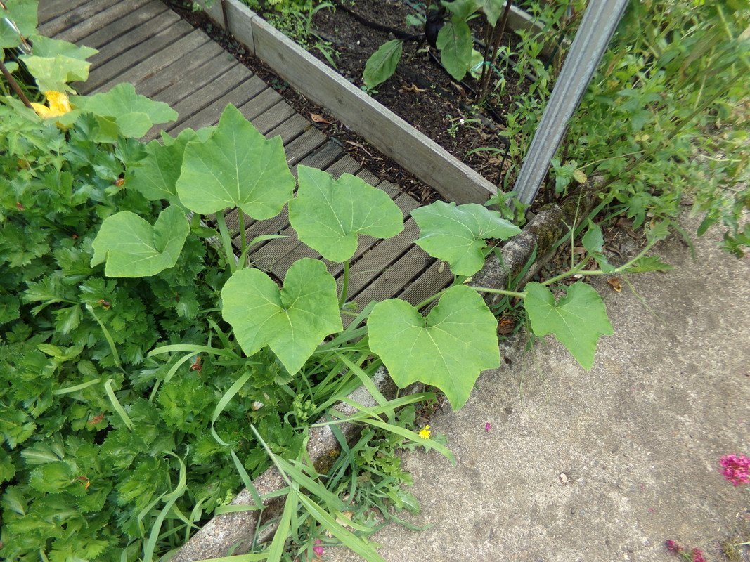 évasion d'une butternut