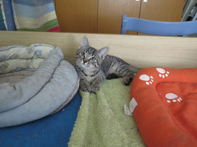 Slika