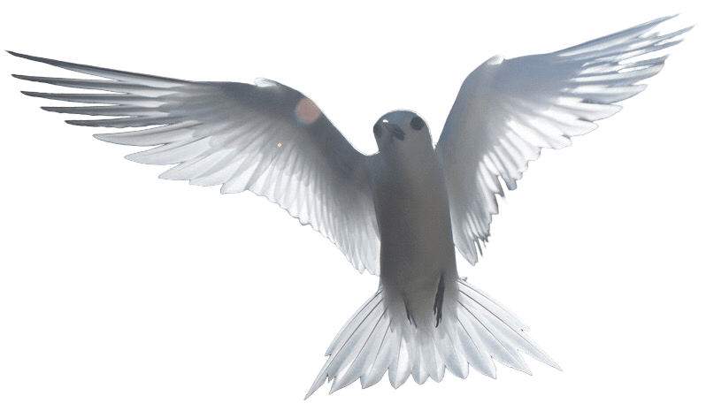 Flying Bird