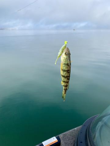 IMG 4681
