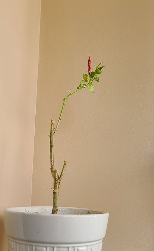 [Image: 20220818-133636.jpg]