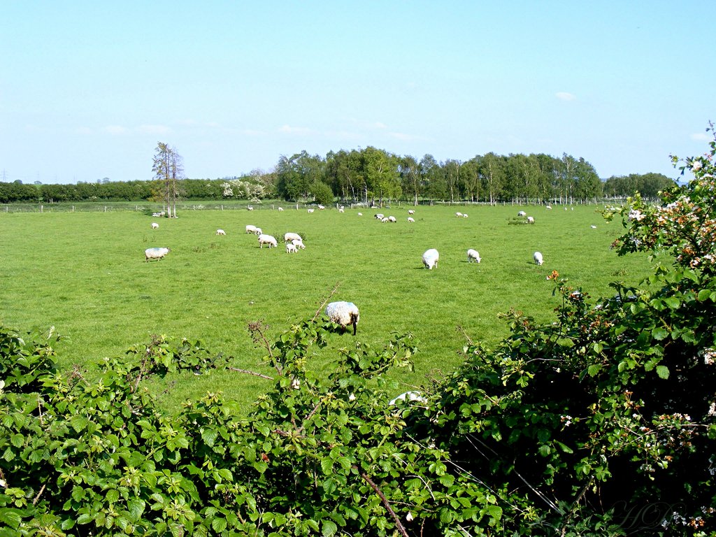 Animals-sheep-grove-Lock-HD.jpg