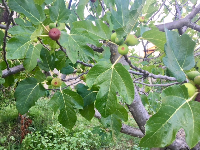 AF373620-E639-4227-8335-4E93DCE75FA2