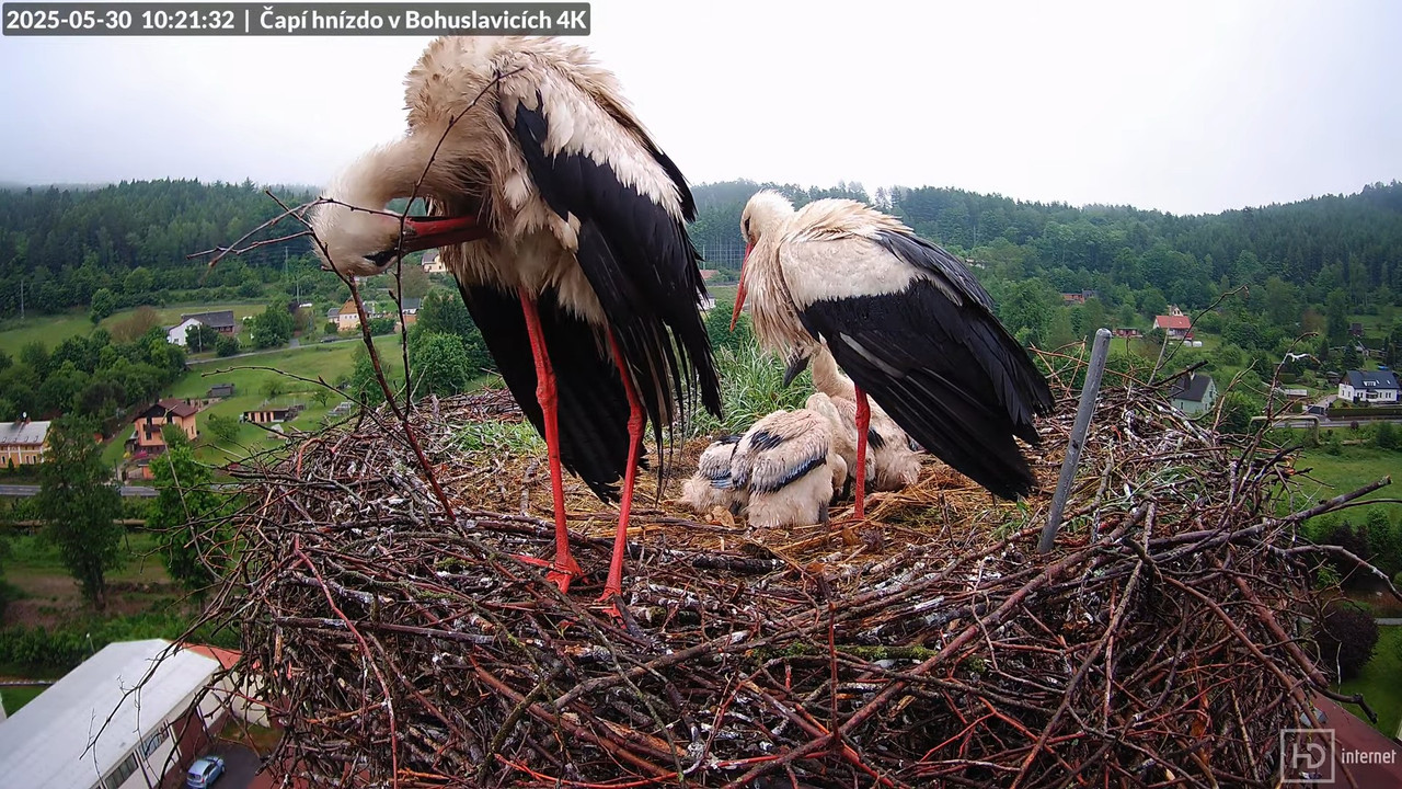 Živě z čapího komína firmy KARA v Bohuslavicích u Trutnova 8-10-3 screenshot