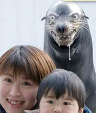 hungry-seal.jpg