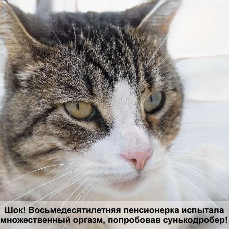 самая большая кошка в мире