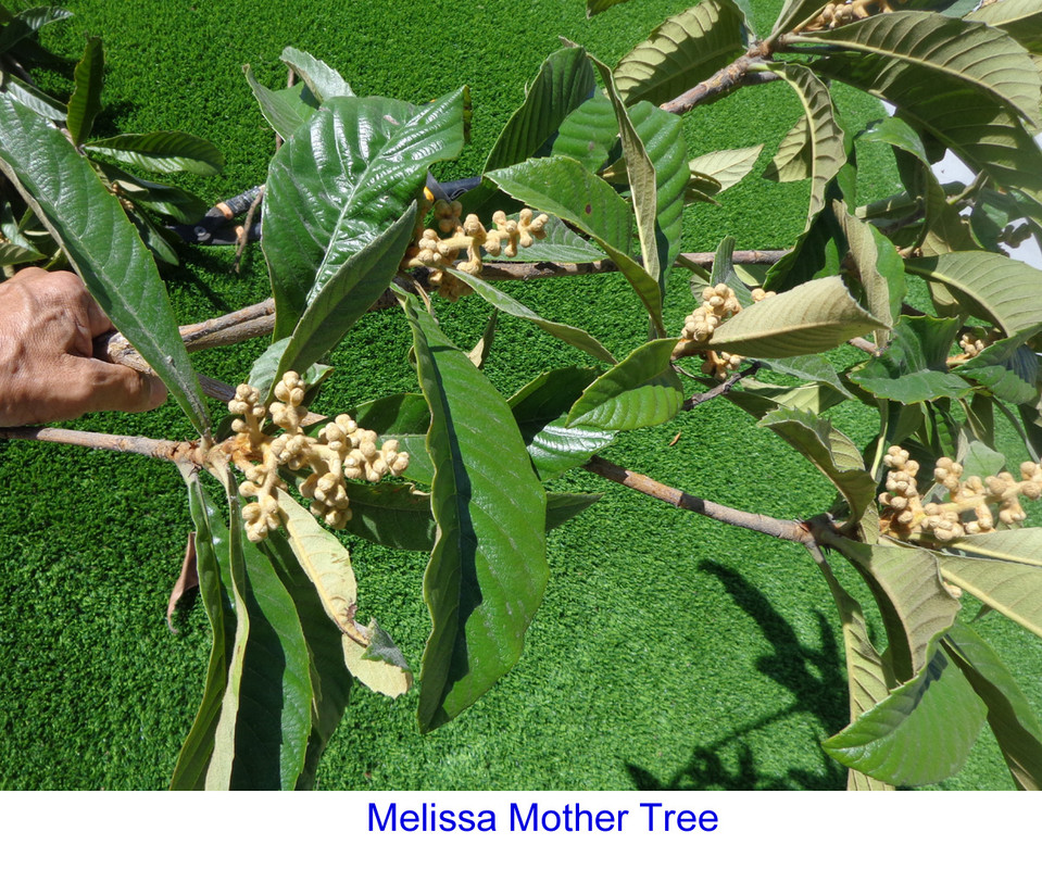 Melissa-Tree-Trim-6(Flowers)