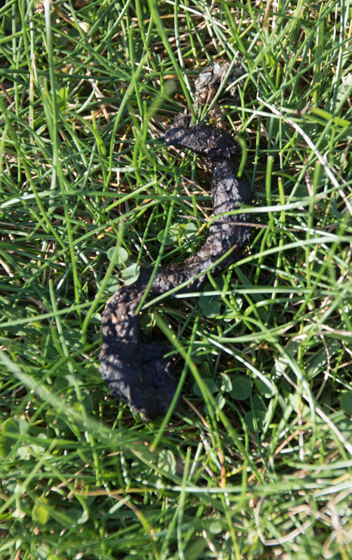 IMG-5379-Otter-poo.jpg