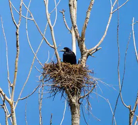 Our Daily Diaries - Page 3 Crows-nest-tree
