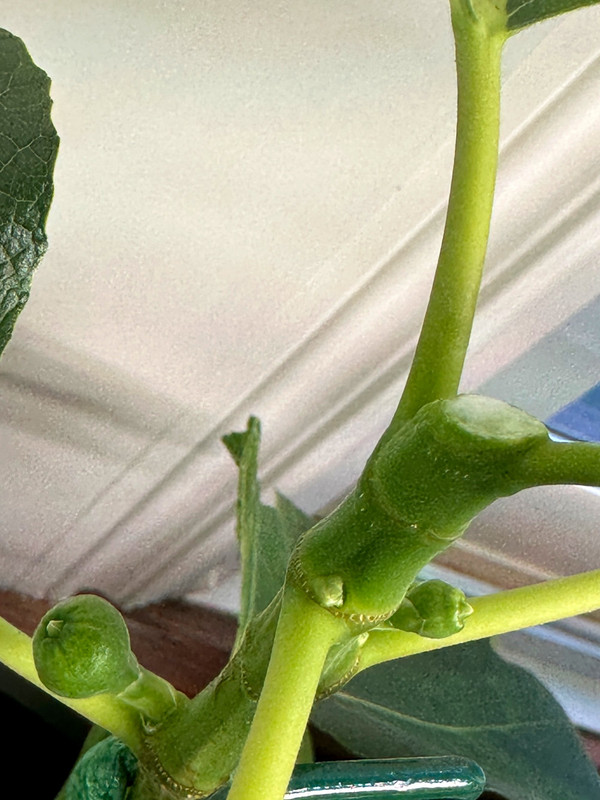figs-585.jpg