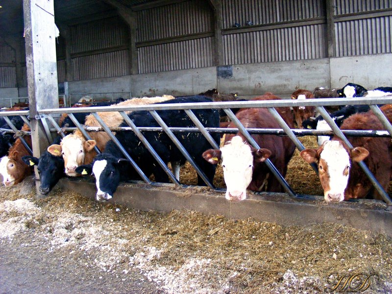 Animals-Cows-Farm-HD.jpg