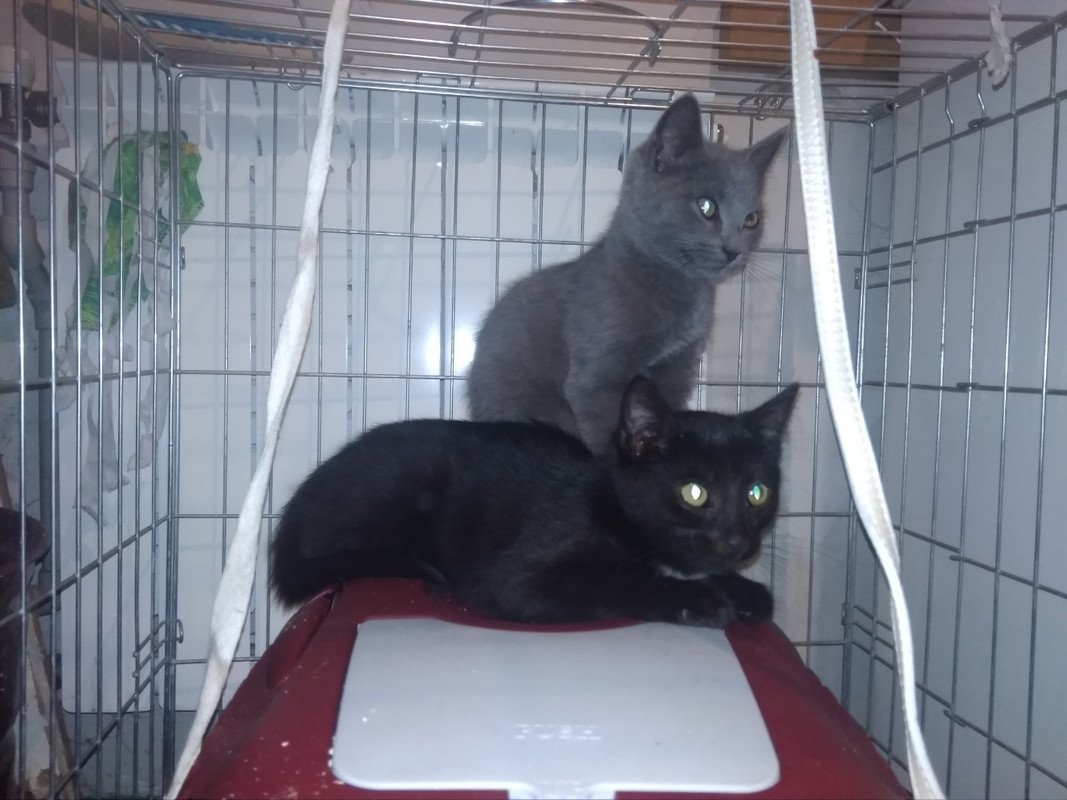 Джем_Вишенка