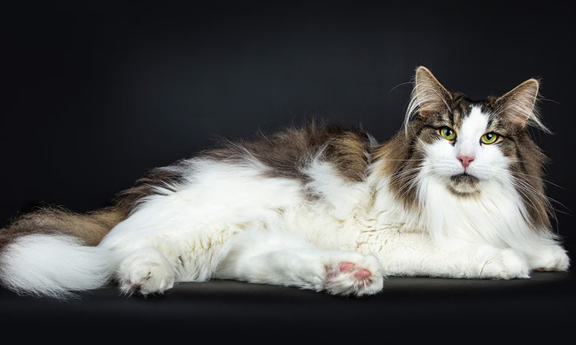 norwegiancat2-5c4cf44405.jpg