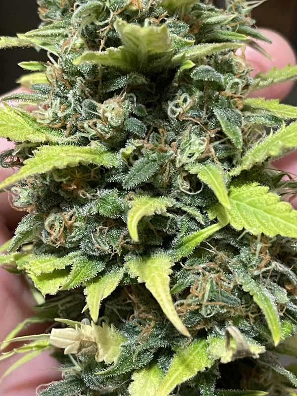 5296907D-5AB4-493F-AAB9-0A3520A33833