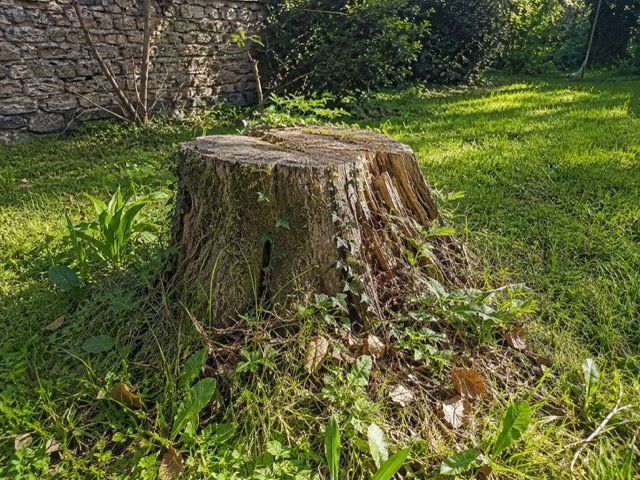 Souche de pin avant retrait - Auray Morbihan