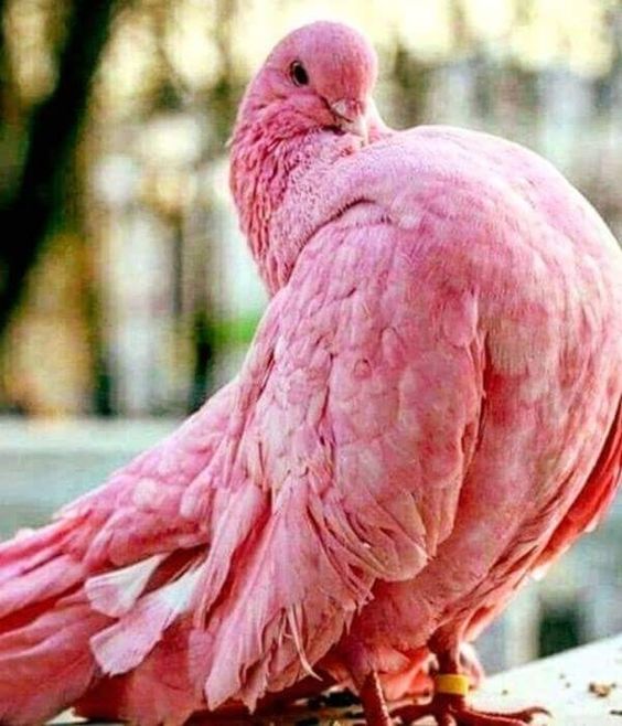 pink-dove.jpg