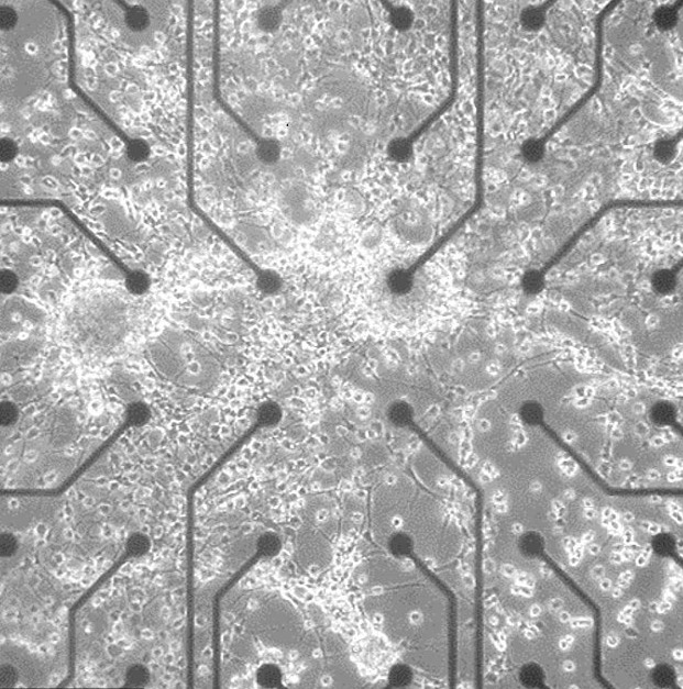 Japoneses crean un robot con neuronas artificiales de células cerebrales