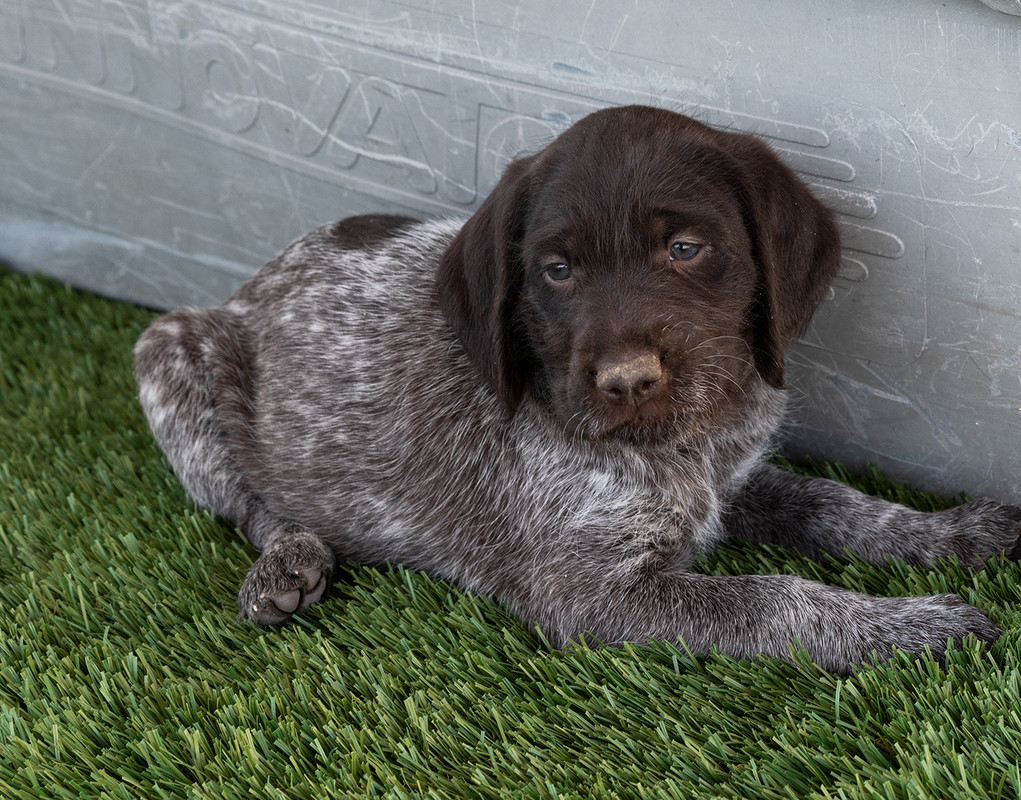 clover1400Puppies4-25-2019_0134