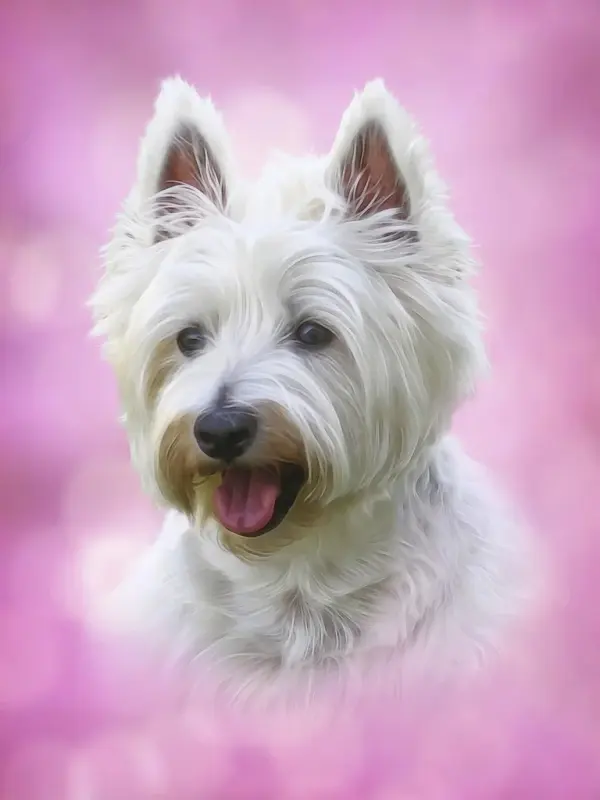 white-terrier.webp