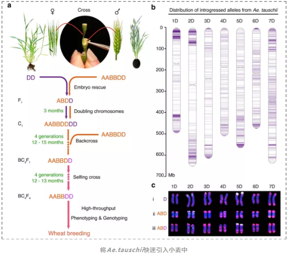 将节节麦基因组导入小麦作为谷物改良的基础-2.png