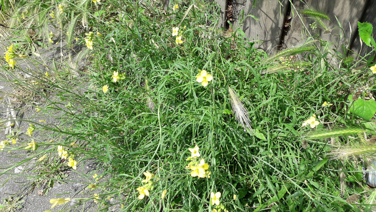 [Image: 20190622-124809.jpg]