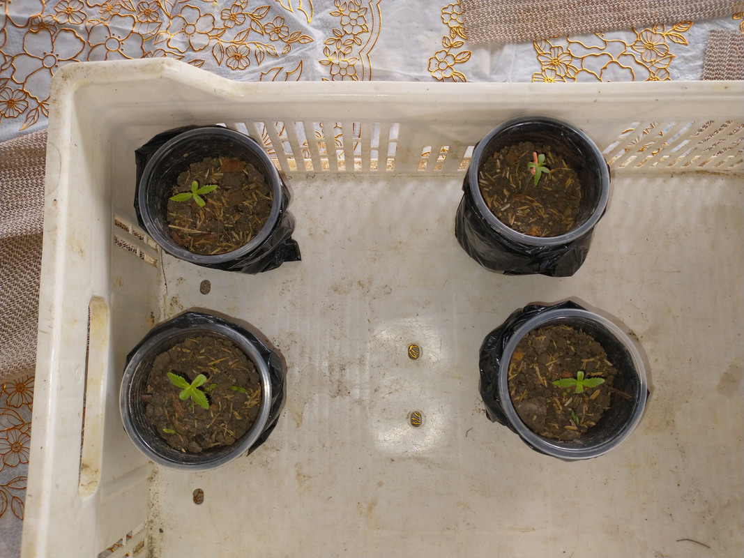 IMG_20210328_135744770