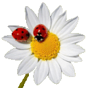  Flower w ladybugs 