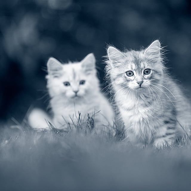 Print Ani Cura Cats 256 siberian kittens