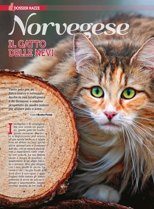 Ga Ma Dic 2017 - Gen 2018 (1)