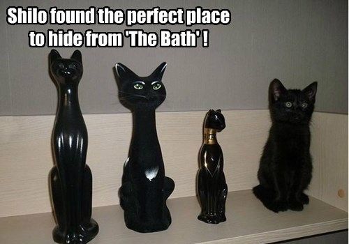Cat Humor #7
