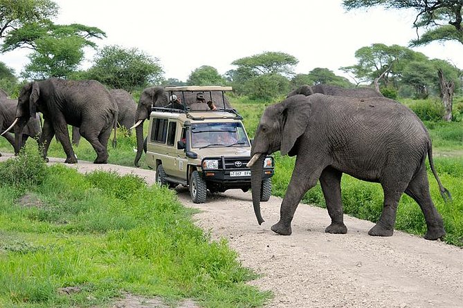 Tarangire Safari