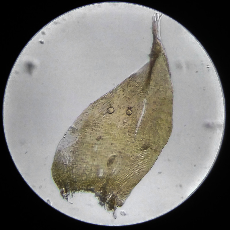 IMG 20250614 210219 HDR