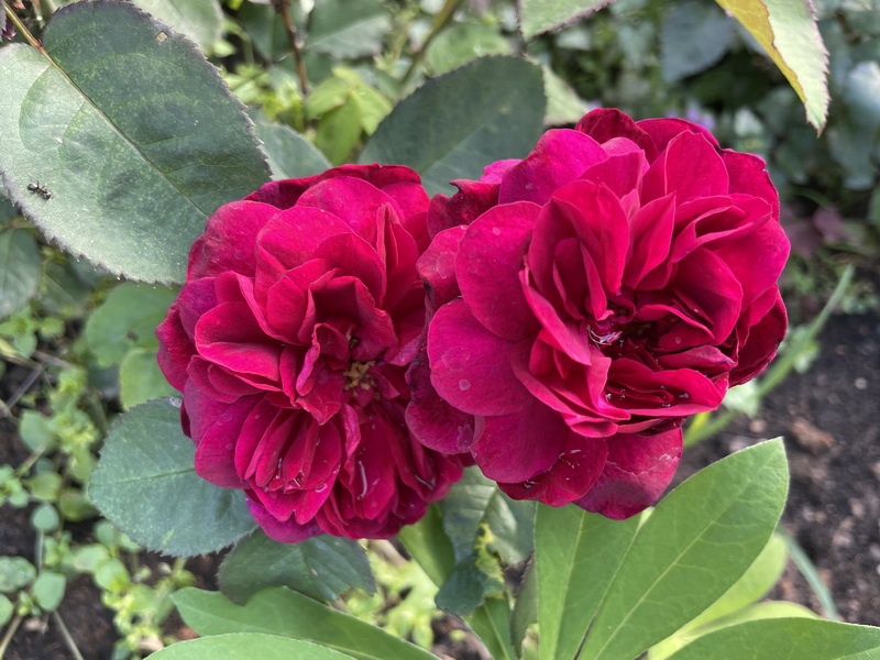 https://i.postimg.cc/cHPGBP8z/IMG-4958.jpg