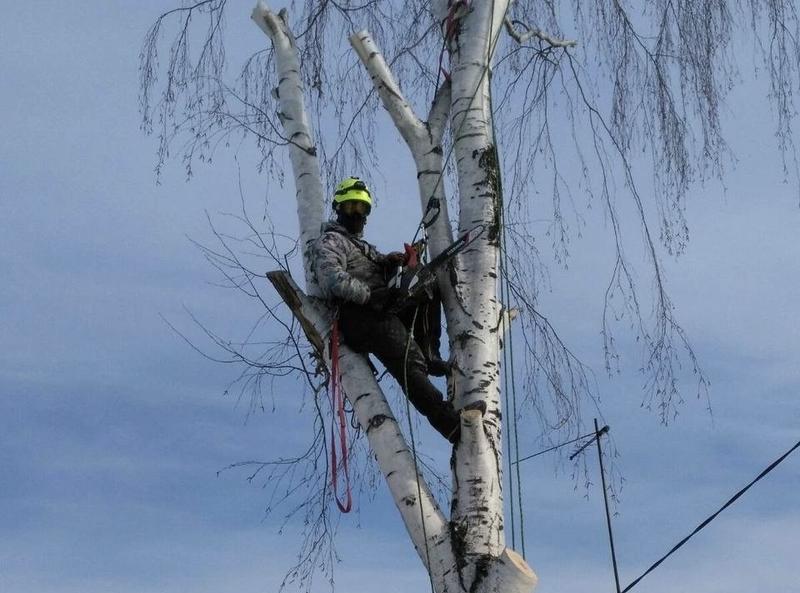 Арбористический спил дерева по частям у забора и коммуникаций — Самара