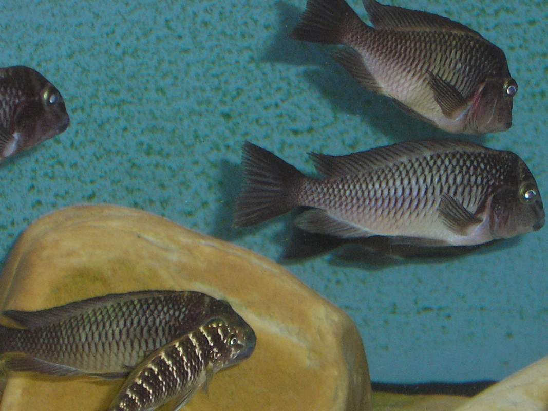 tropheus moorii zongwe (5)