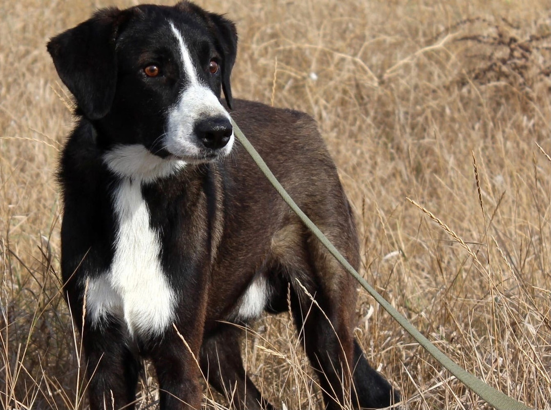 Кай портрет