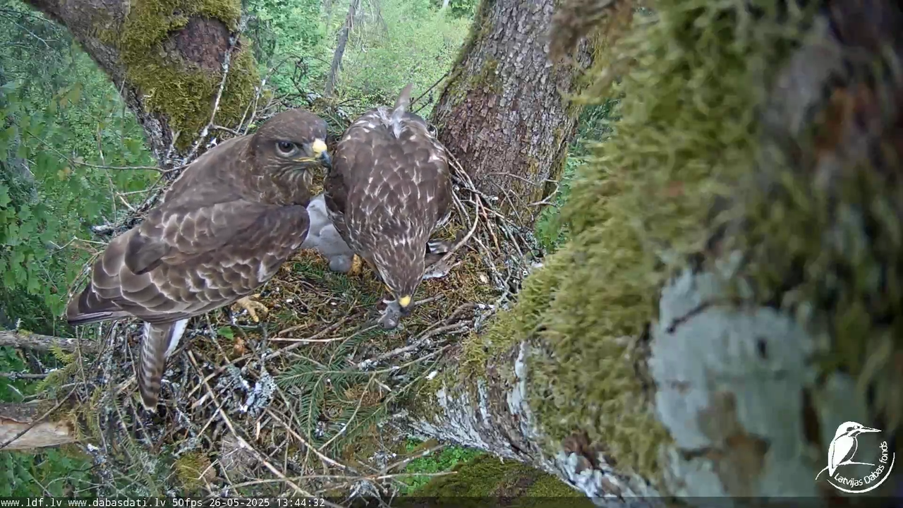 Melnās klijas (Milvus migrans) Kurzemē_ peļu klijāni (Buteo buteo) 12-40-52 screenshot