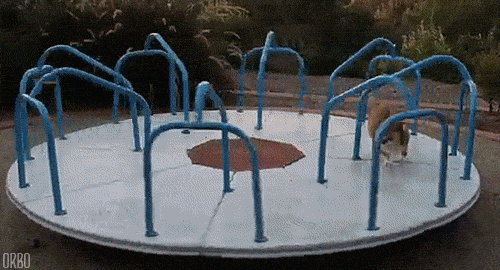 perfectly-looped-corgi-on-a-wheel.gif
