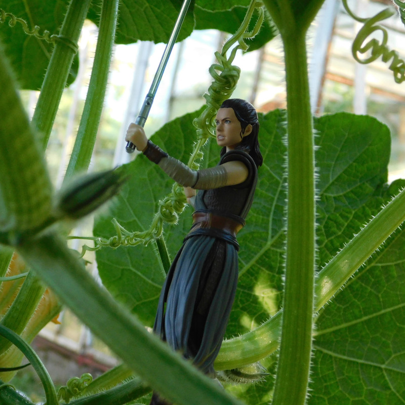 Дачно-Харлинский июнь-июль 2024 366